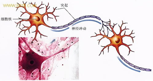 生物農(nóng)藥與化學(xué)農(nóng)藥 如何科學(xué)選擇，這里有深入分析